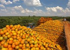 O erro que derrubou a cotação mundial do suco de laranja