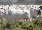 A Rússia pode liberar uma exportação recorde de carne brasileira