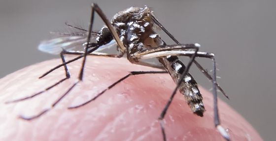 O mosquito Aedes aegypti, transmissor do zika vírus