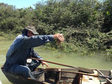 Pescador mostra camarão-branco: Parnaíba é fonte de sustento da população da região.
