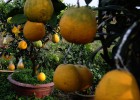 A riqueza das frutas e vegetais que vão para o lixo