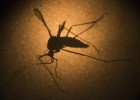 Dengue infectou muito mais gente do que apontam os dados oficiais