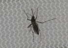 Por que não exterminamos os mosquitos de uma vez?