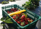 Agrotóxicos: o veneno que o Brasil ainda te incentiva a consumir Agrotóxicos: o veneno que o Brasil ainda te incentiva a consumir