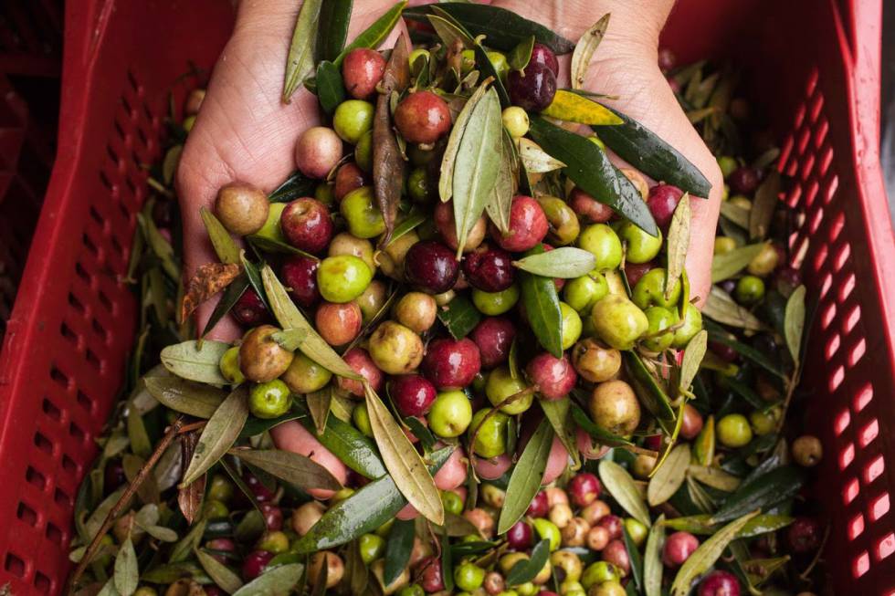 Colheita das oliveiras em produção artesanal Colheita das oliveiras em produção artesanal