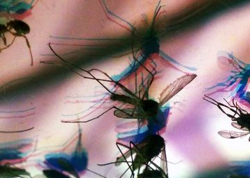 Pernilongo é possível transmissor da zika, diz pesquisa da Fiocruz Pernilongo é possível transmissor da zika, diz pesquisa da Fiocruz