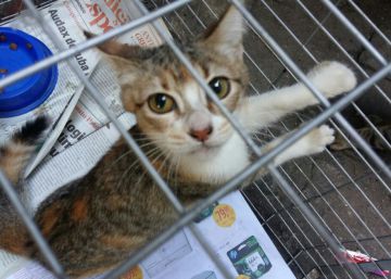 Uma maratona para resgatar animais de rua nos Jogos Rio 2016