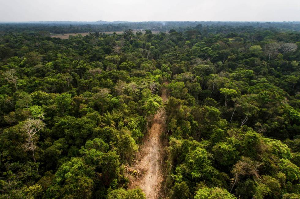 Ramal madeireiro corta a floresta amazônica. Este é um dos primeiros estágios de degradação e exploração posto em prática pelas quadrilhas que agiam na região. Ramal madeireiro corta a floresta amazônica. Este é um dos primeiros estágios de degradação e exploração posto em prática pelas quadrilhas que agiam na região.
