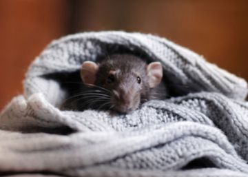 Mulher processa Zara depois de encontrar um rato costurado a seu vestido