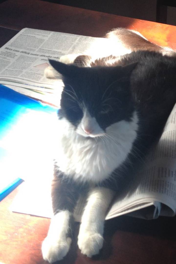 Nana, uma das gata de Juan Arias. Nana, uma das gata de Juan Arias.