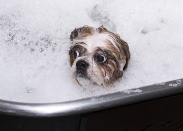 Meu bicho manda mais que eu