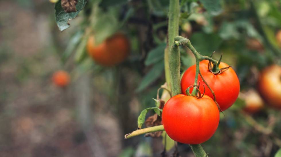 Deixe de comprar comida orgânica se quiser salvar o planeta