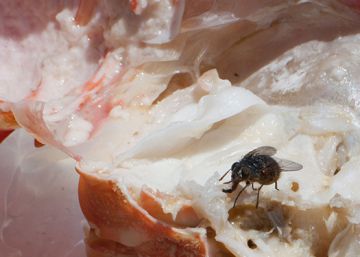 Wolfgang Tillmans, a fotografia sem limites