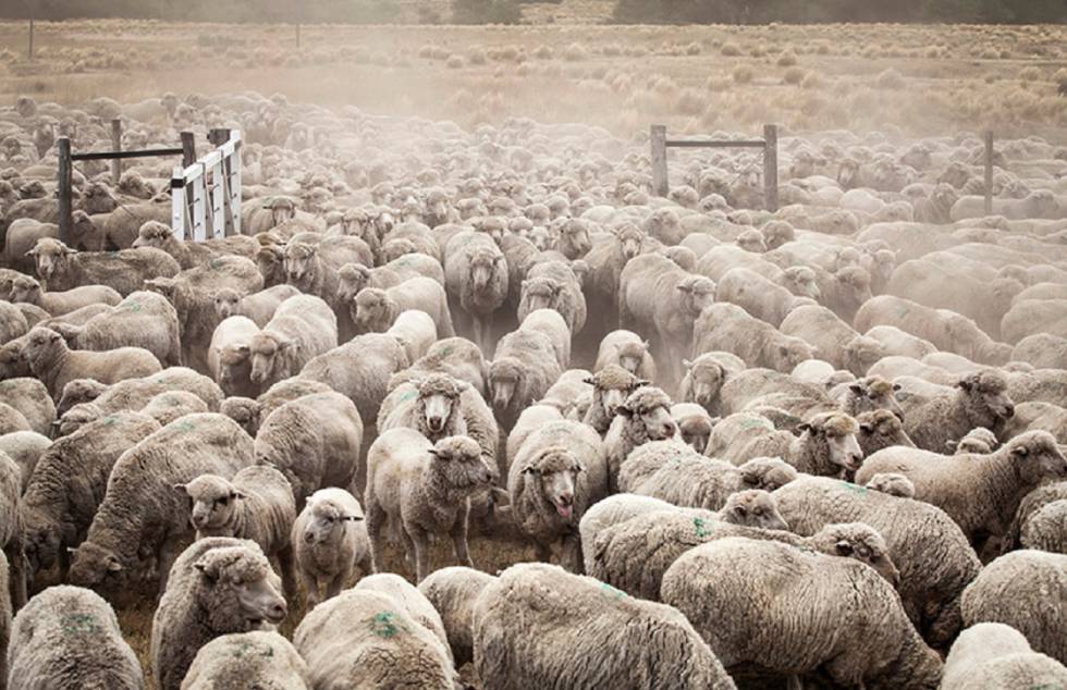 Ovelhas na fazenda Leleque, que Benetton usa para sua famosa lã.