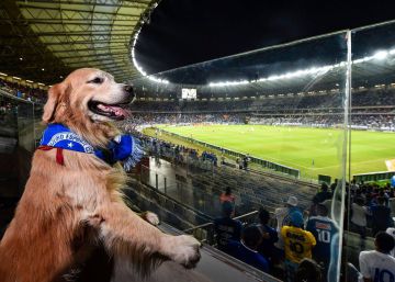 Mineirão inaugura camarote para cachorros Mineirão inaugura camarote para cachorros
