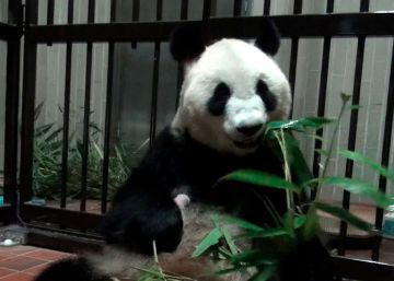 Bebê panda não desgruda da mãe e parque não consegue identificar sexo