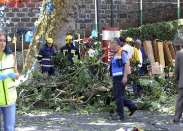 Árvore cai e deixa 13 mortos durante romaria na Ilha da Madeira Árvore cai e deixa 13 mortos durante romaria na Ilha da Madeira