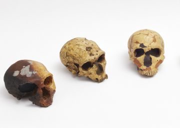 Neandertais, a extinção dos outros humanos Neandertais, a extinção dos outros humanos