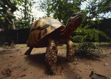 Estes animais já não existirão em 2050