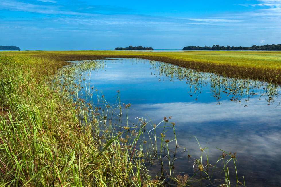 A Ilha do Juncal, no Refúgio de Vida Silvestre Tabuleiro do Embaubal, é um dos principais berçários de tartarugas-da-amazônia do Brasil