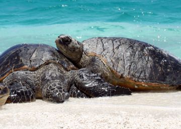 Aquecimento global transforma em fêmeas 99% de uma população de tartarugas marinhas