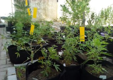 Associação vai à Justiça por direito de produzir maconha para tratar pacientes com câncer e microcefalia