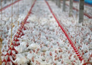 UE barra um terço das compras de frango do Brasil e Governo promete ir à OMC