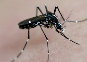 Quase metade de Pernambuco está na mira de um novo surto de zika