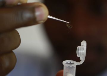 Criada molécula capaz de matar um dos parasitas da malária