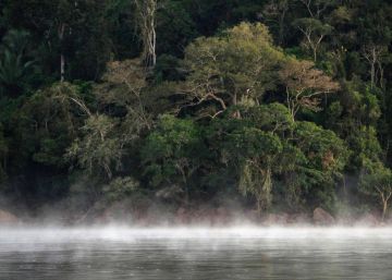 O que celebrar no Dia da Amazônia?