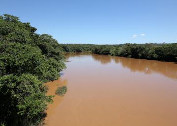 Resíduos de Brumadinho já matam os peixes do rio São Francisco