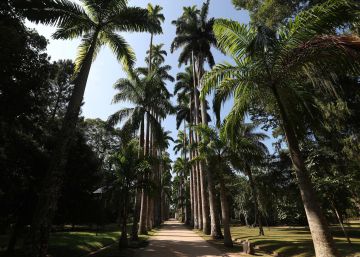 O Jardim Botânico, o ‘templo verde’ do Rio de Janeiro