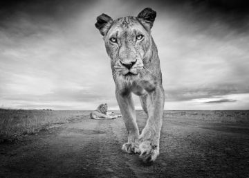 O desafio de fotografar um animal selvagem