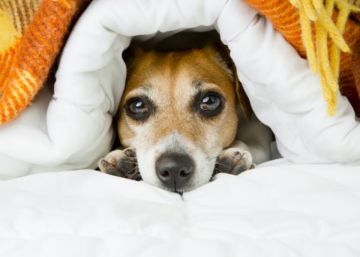 Devemos tirar os bichos de estimação do quarto quando vamos fazer sexo?