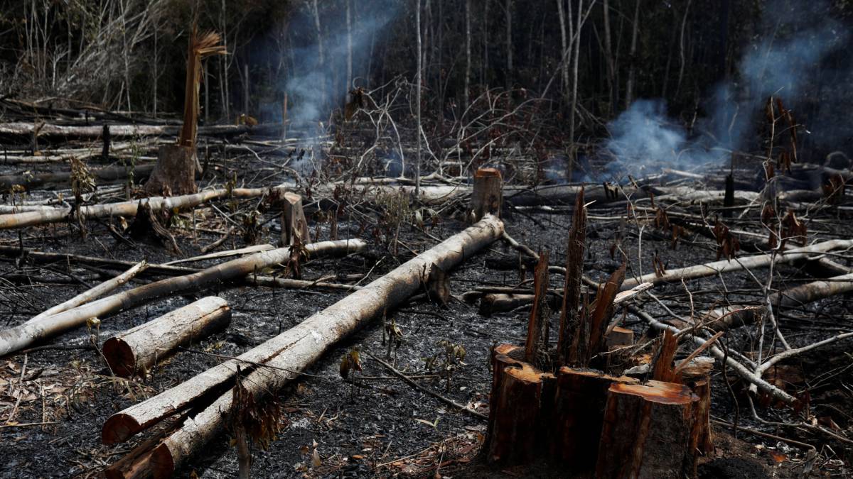 Região da Amazonia brasileira depois dos incêndios.
