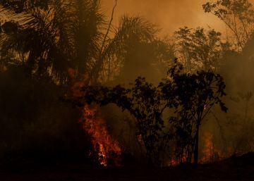 Um sobrevoo pela floresta que arde