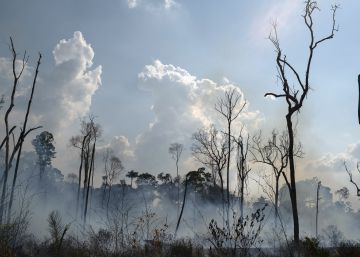 Indústria da moda pede esclarecimento sobre couro brasileiro após crise na Amazônia