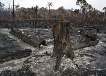 Boicote por crise na Amazônia chega ao mercado financeiro e acende alerta