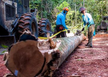 Mato Grosso aprova lei que amplia em quatro vezes o consumo de madeira sem reposição