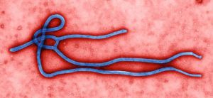 Puc agafar l’ebola a l’autobús?