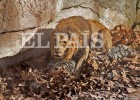 En estat crític l’home que ha entrat a la zona dels lleons del Zoo de Barcelona