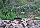 L’esquerra demana l’obertura dels jardins de Marivent a la Casa Reial