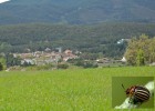 Escarabats a la guerra
