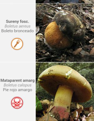 Cinc aplicacions per caçar bolets