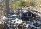 Una àliga en perill d’extinció mor electrocutada al Priorat