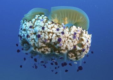 Les meduses s’avancen a causa d’un estiu càlid i un hivern poc plujós