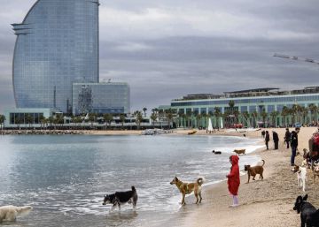 La playa de perros de Barcelona se aplaza al menos un mes La playa de perros de Barcelona se aplaza al menos un mes