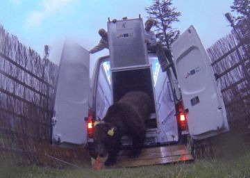 La Vall d’Aran está dispuesta frenar el ímpetu asesino del oso Goiat La Vall d’Aran está dispuesta frenar el ímpetu asesino del oso Goiat
