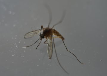 Neix a Barcelona el primer nadó d’Europa amb microcefàlia vinculada al Zika