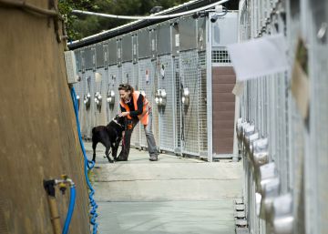 Aumentan las adopciones de animales en Barcelona